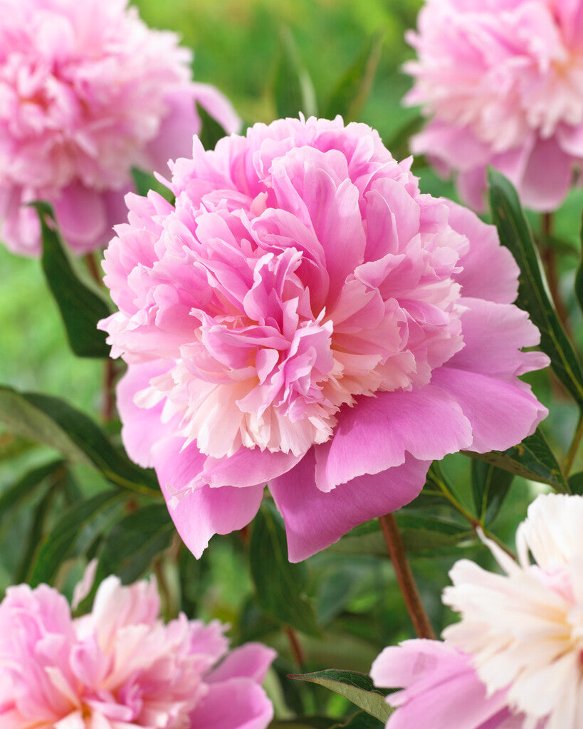 Peon-Paeonia Sorbet 1-pakning